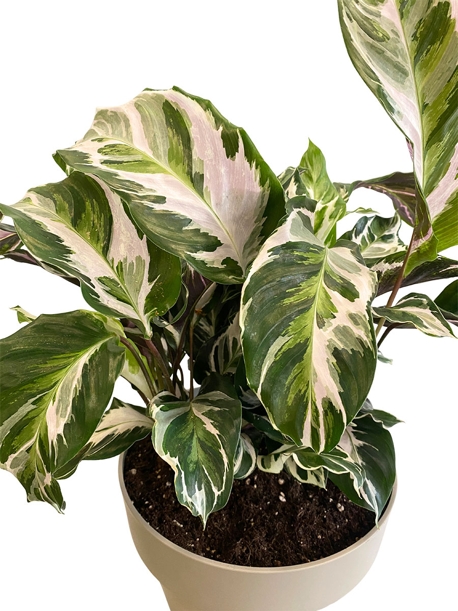 Calathea White Fusion - Gross