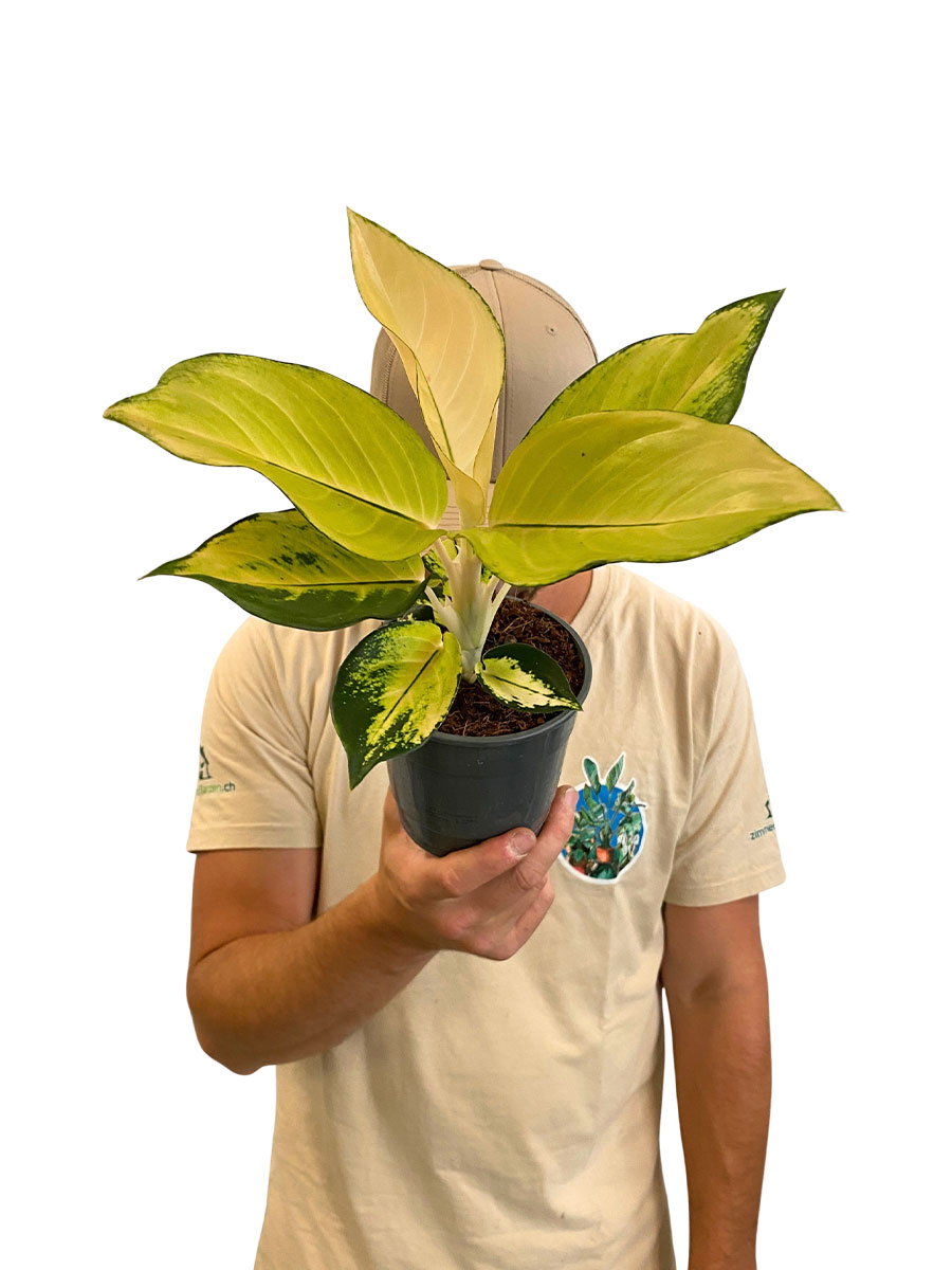 Aglaonema Gold