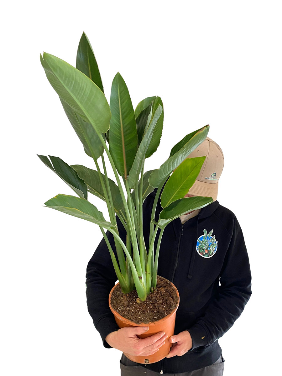 Paradiesvogelblume Strelitzia Reginae