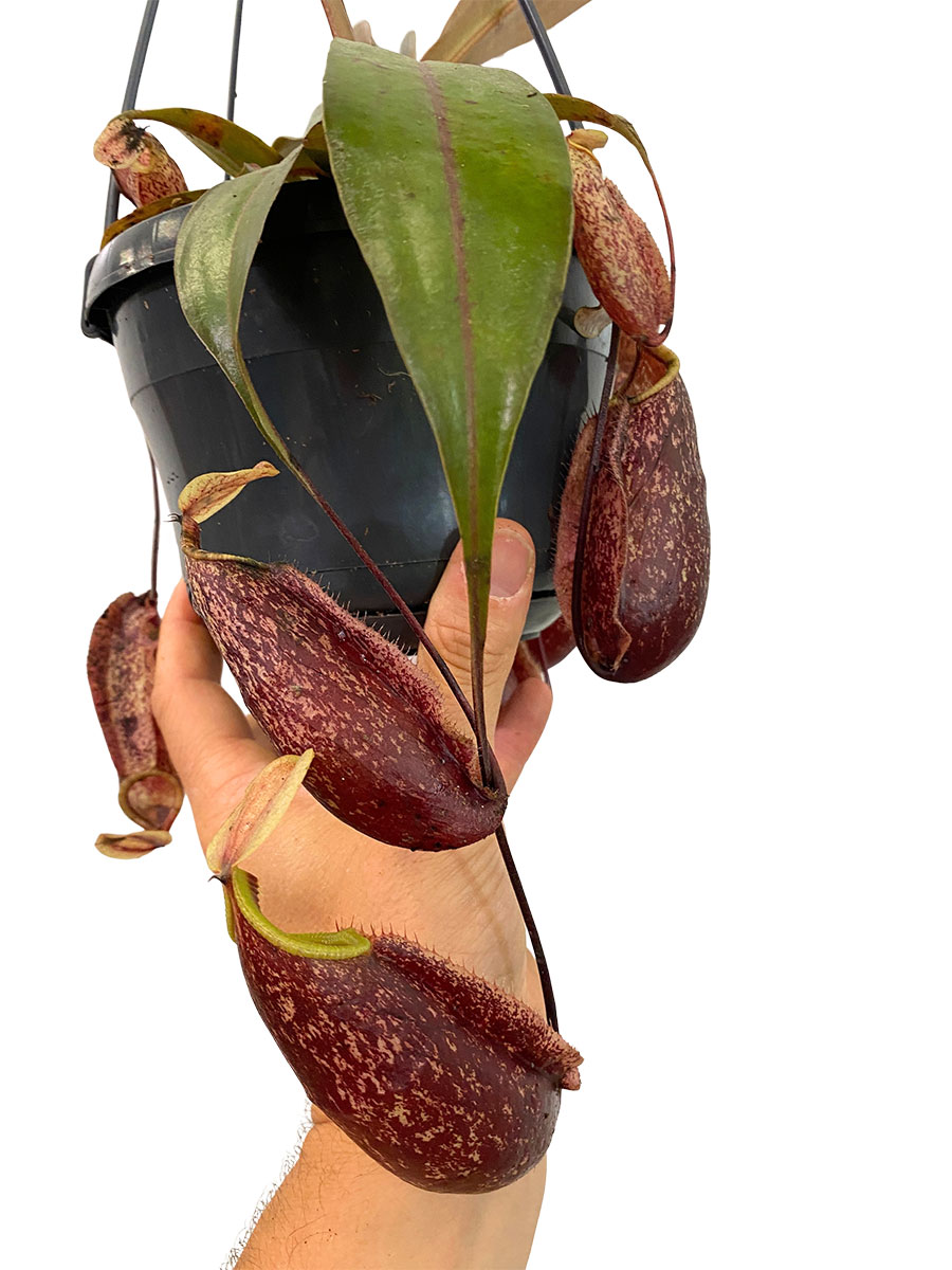 Hänger - Kannenpflanze Nepenthes St.Gaya