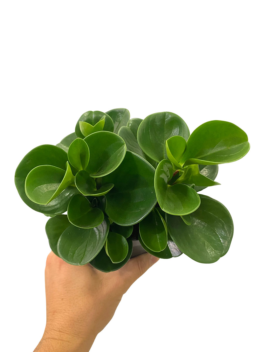 Peperomia Obtusifolia