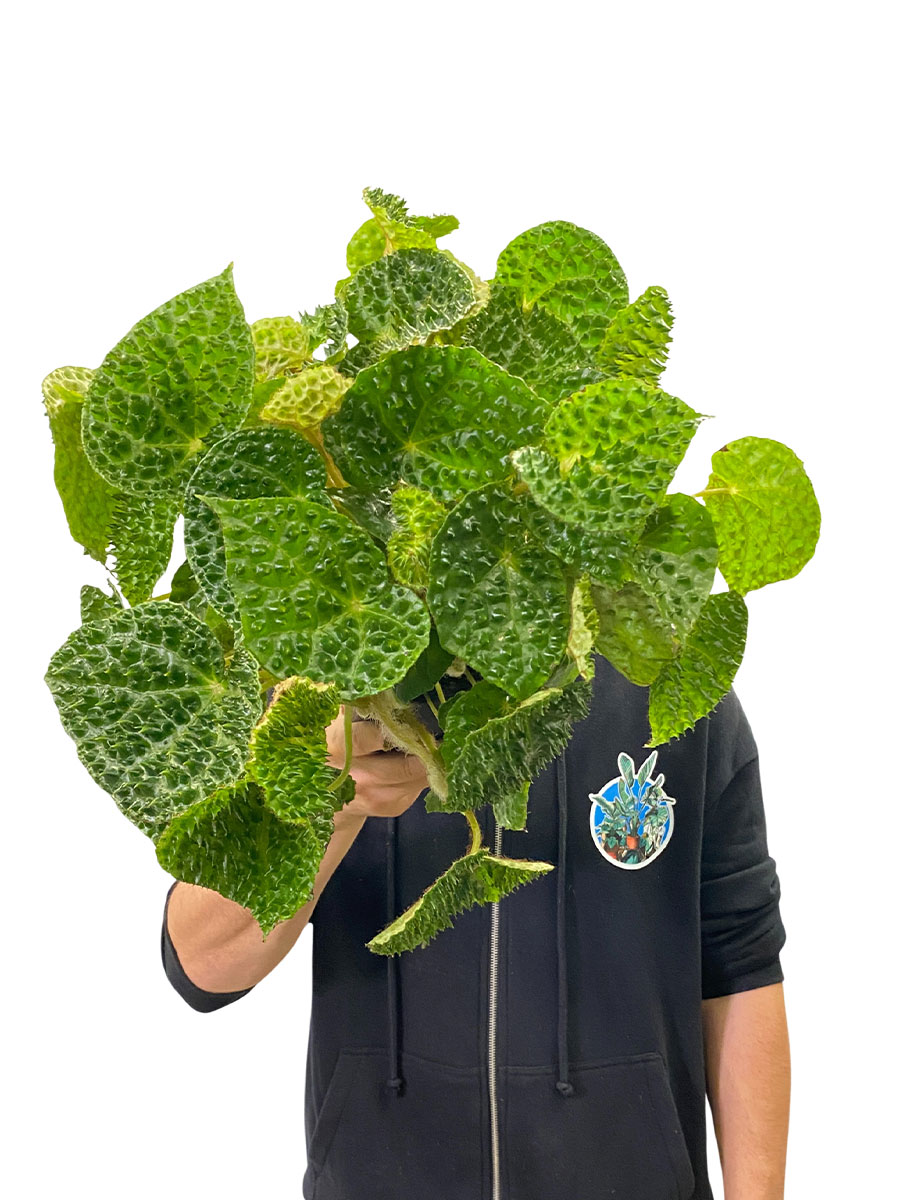 Begonia Ferox Green Dinosaur 