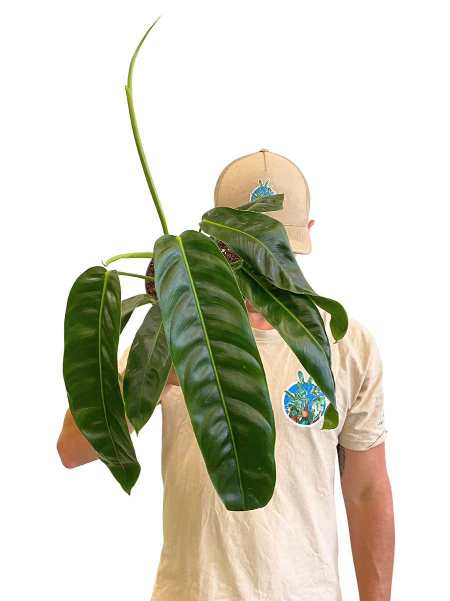 Philodendron Patriciae