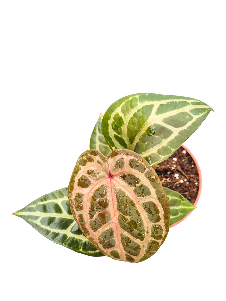 Anthurium DocBlock® Thor's Lightning × Home Sweet Home