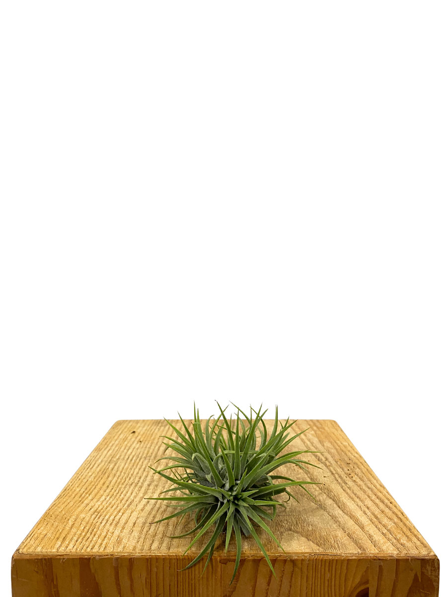 Tillandsia Ionantha Clumb