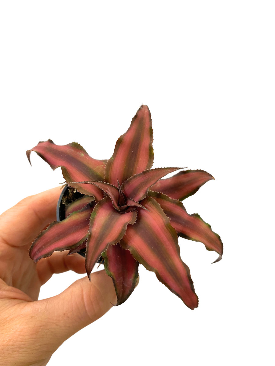 Baby Cryptanthus Red Star