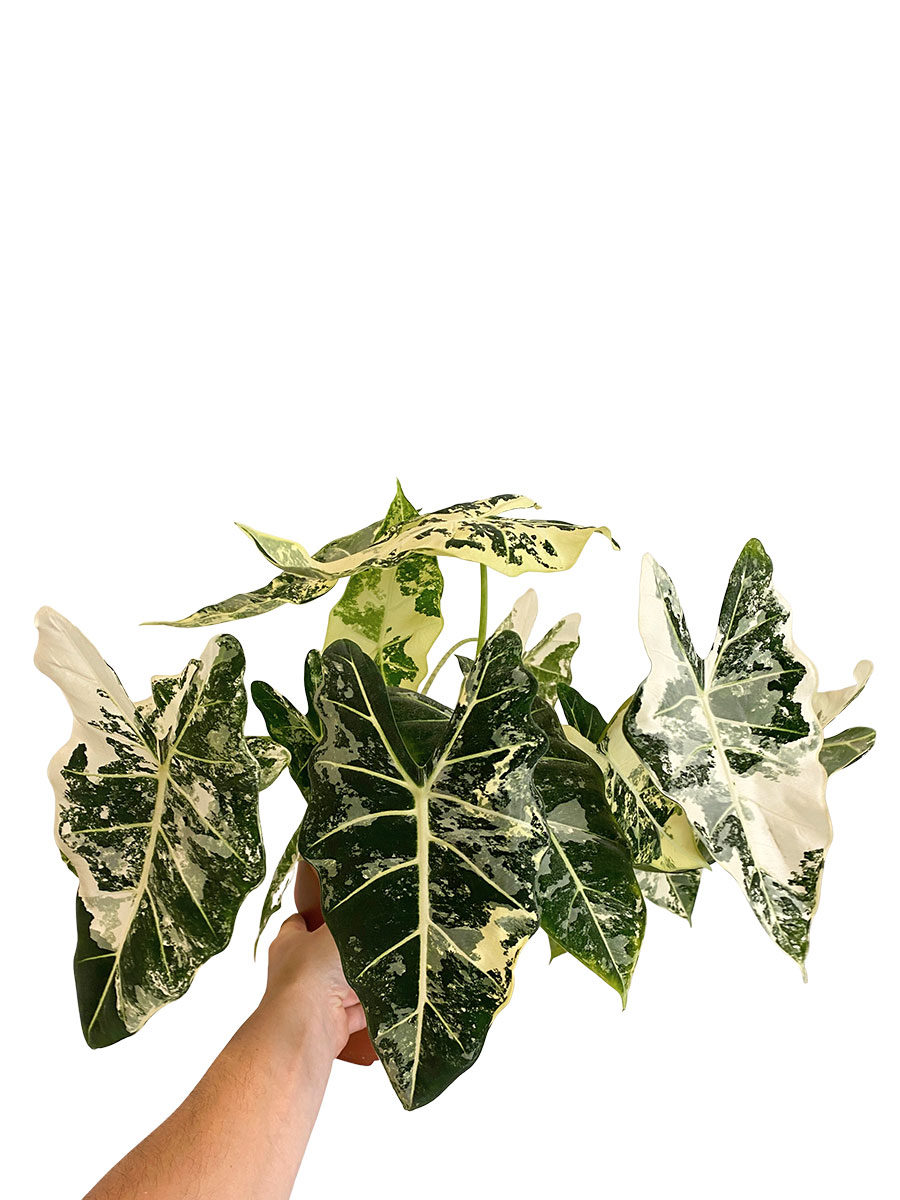 Alocasia Frydek Variegata XL