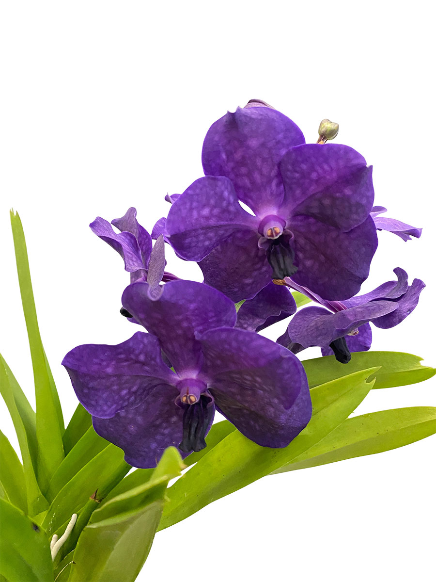 Vanda Bose Orchidee Purple im Glas
