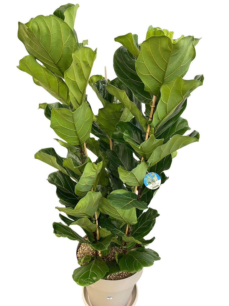 Geigenfeige Ficus lyrata Tuff - Gross