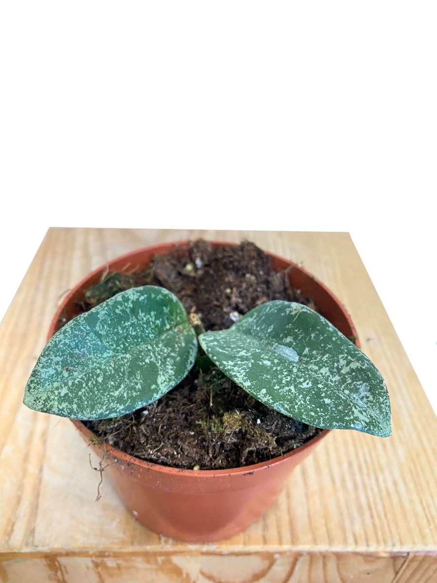 Hoya Grey Ghost Hoya Grey Ghost