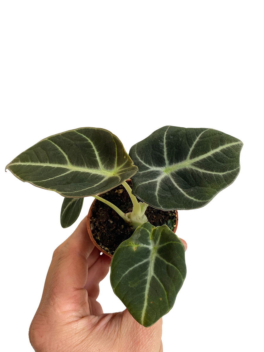 Baby Alocasia Black Velvet 