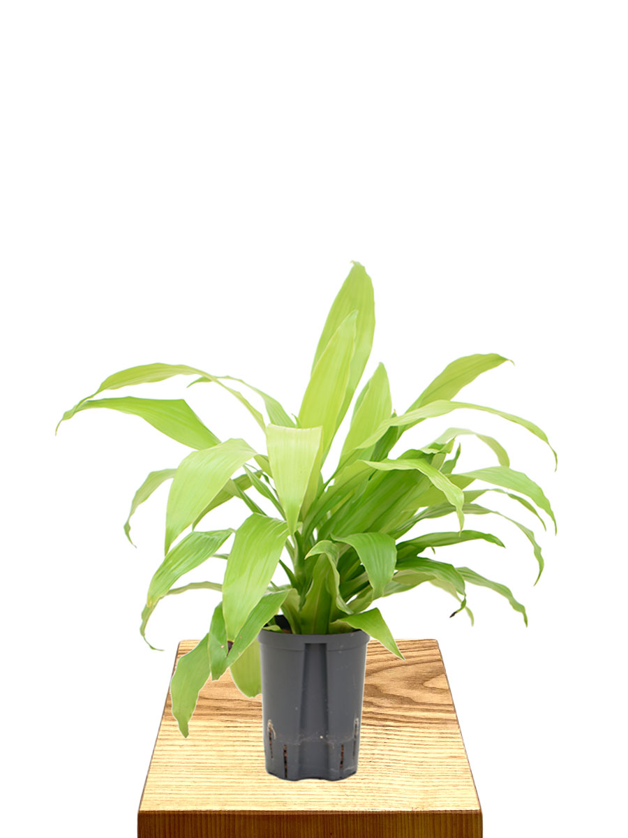 Hydro - Dracaena Fragrans Limelight