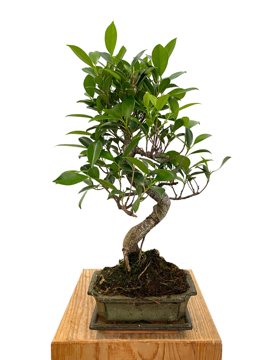 Bonsai Ficus Retusa - Ø15 cm