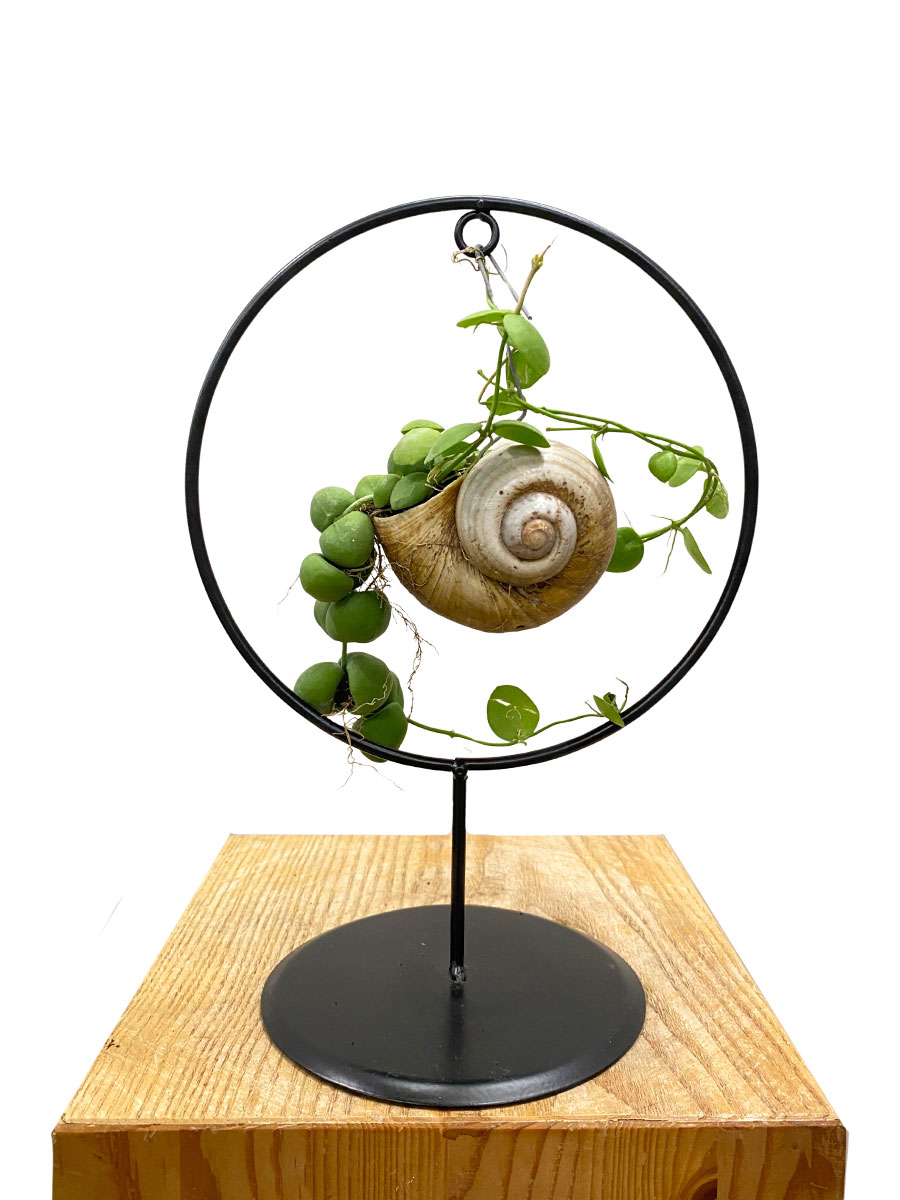 Snaily Schneckenhaus- Pflanze Circle