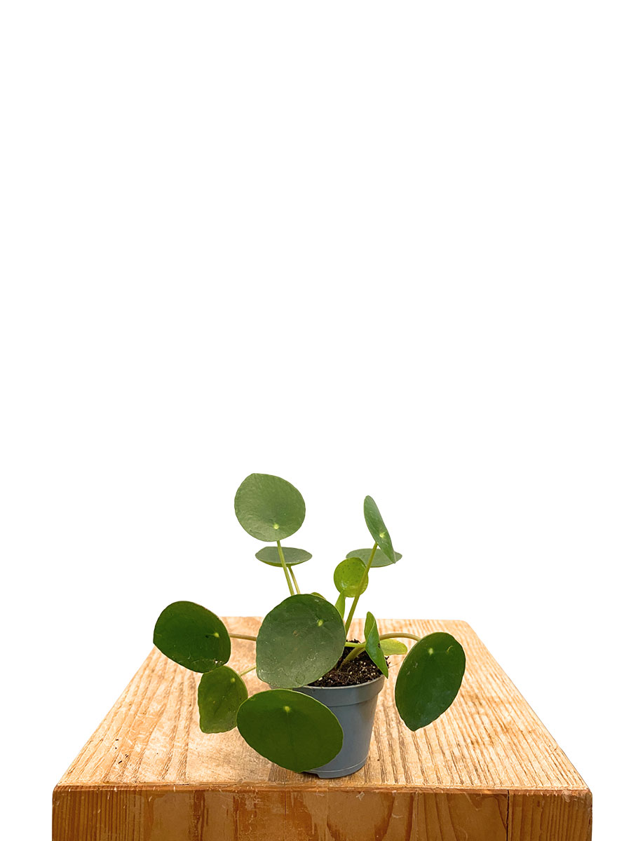 Baby Ufopflanze Pilea Peperomoides