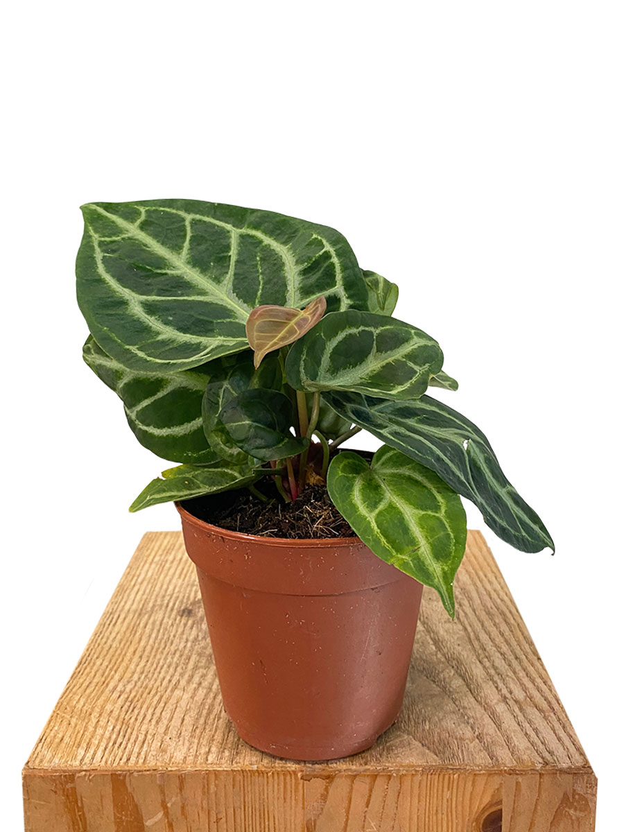 Anthurium Silver Bush
