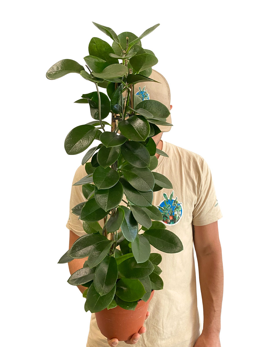 Hoya Australis Hoya Australis