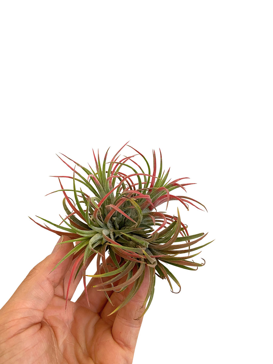 Tillandsia Red Clumb