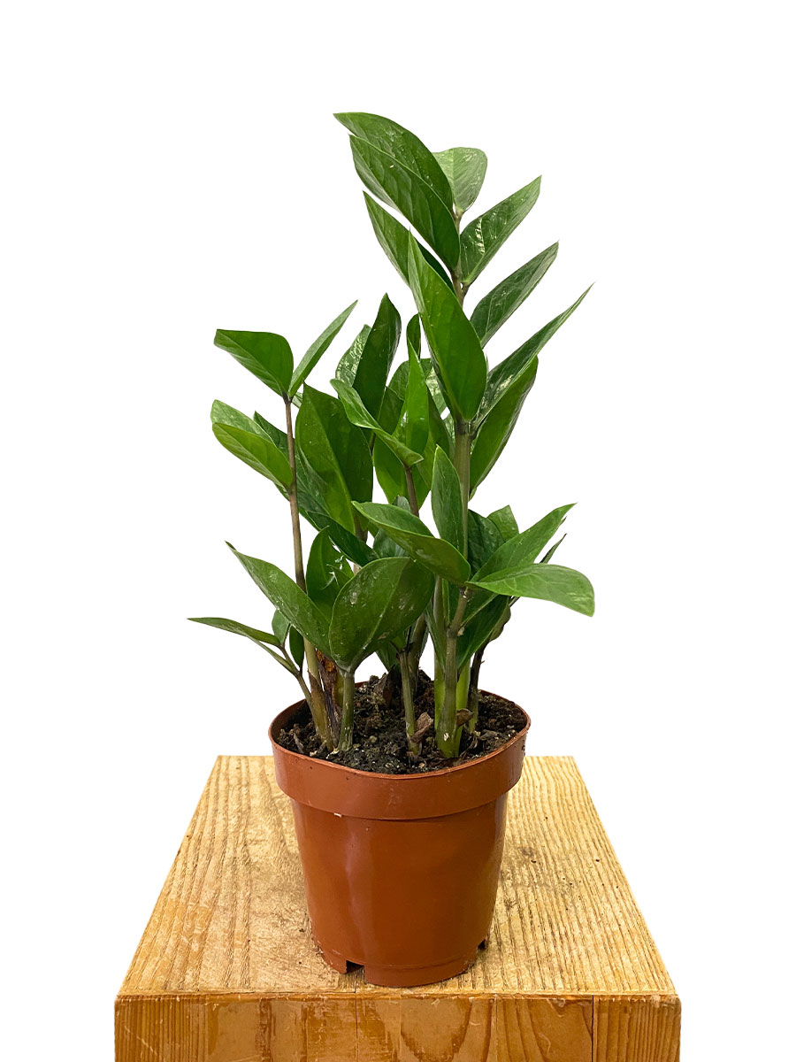 Glücksfeder Zamioculcas Zamiifolia - Ø12 cm