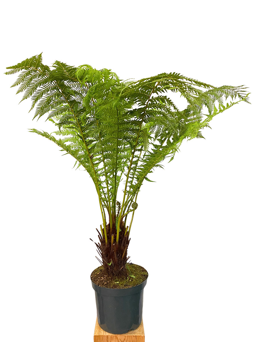 Baumfarn Dicksonia Antarctica XL