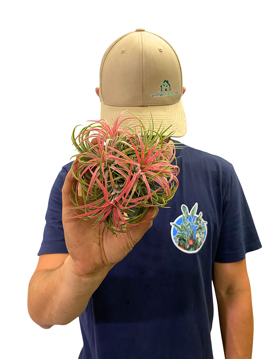 Tillandsia Clumb Red XL