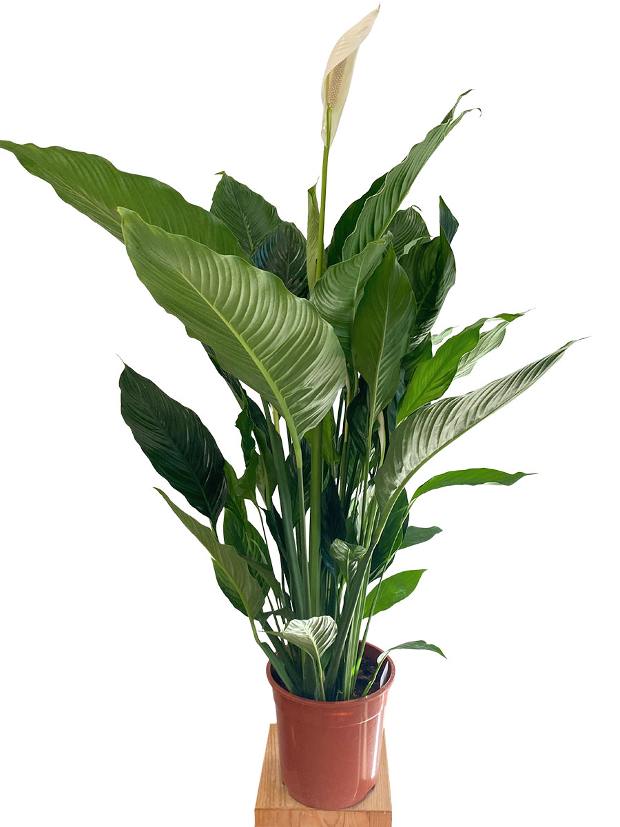 Spathiphyllum Sweet Sebastiano