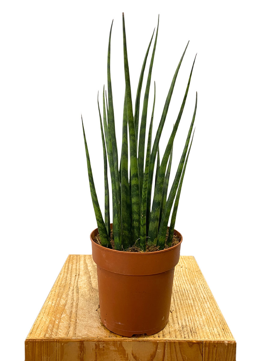 Bogenhanf Sansevieria Fernwood