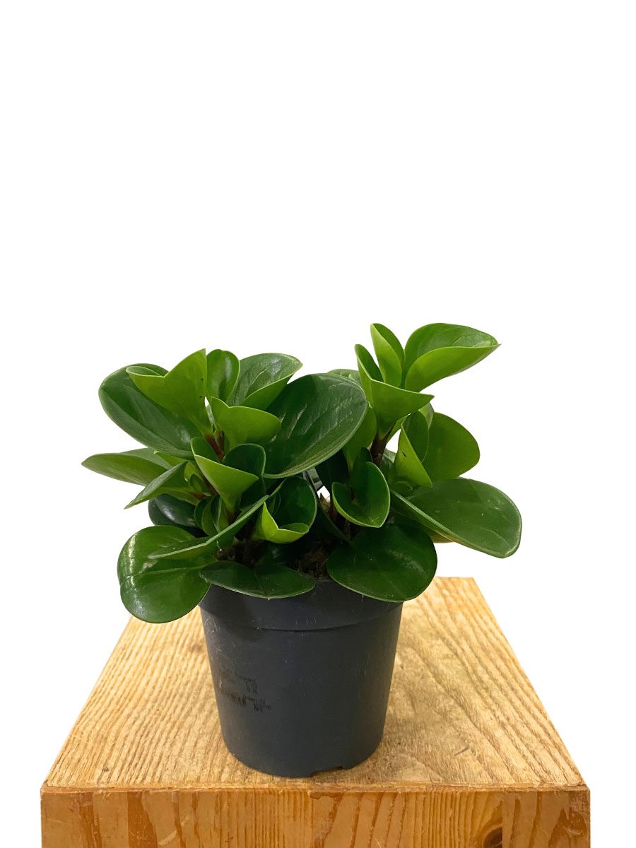 Peperomia Obtusifolia
