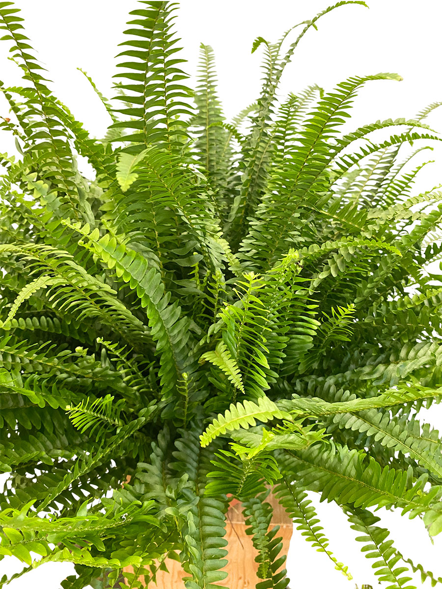 Nephrolepis Exaltata