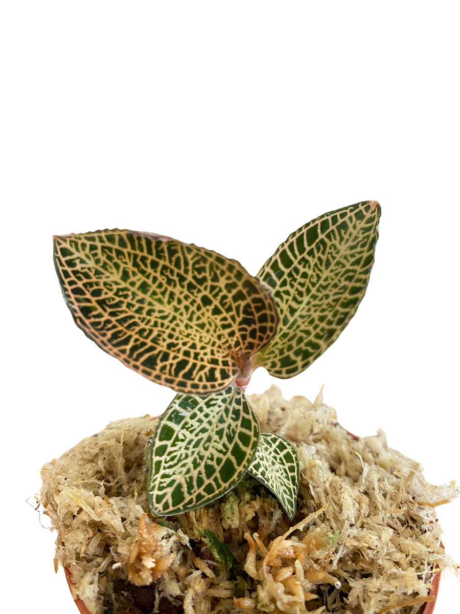 Juwelorchidee Ludisia Topaz Juwelorchidee Ludisia Topaz