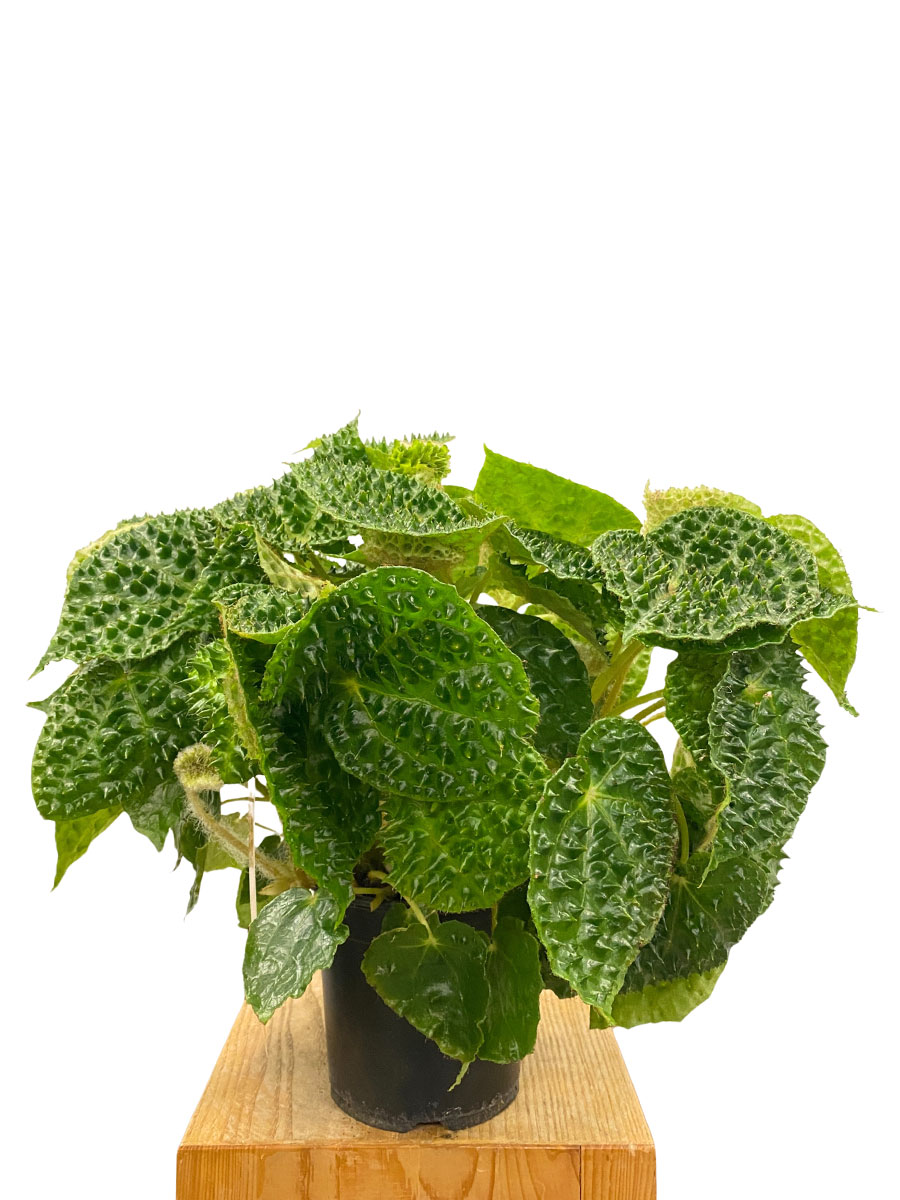 Begonia Ferox Green Dinosaur 