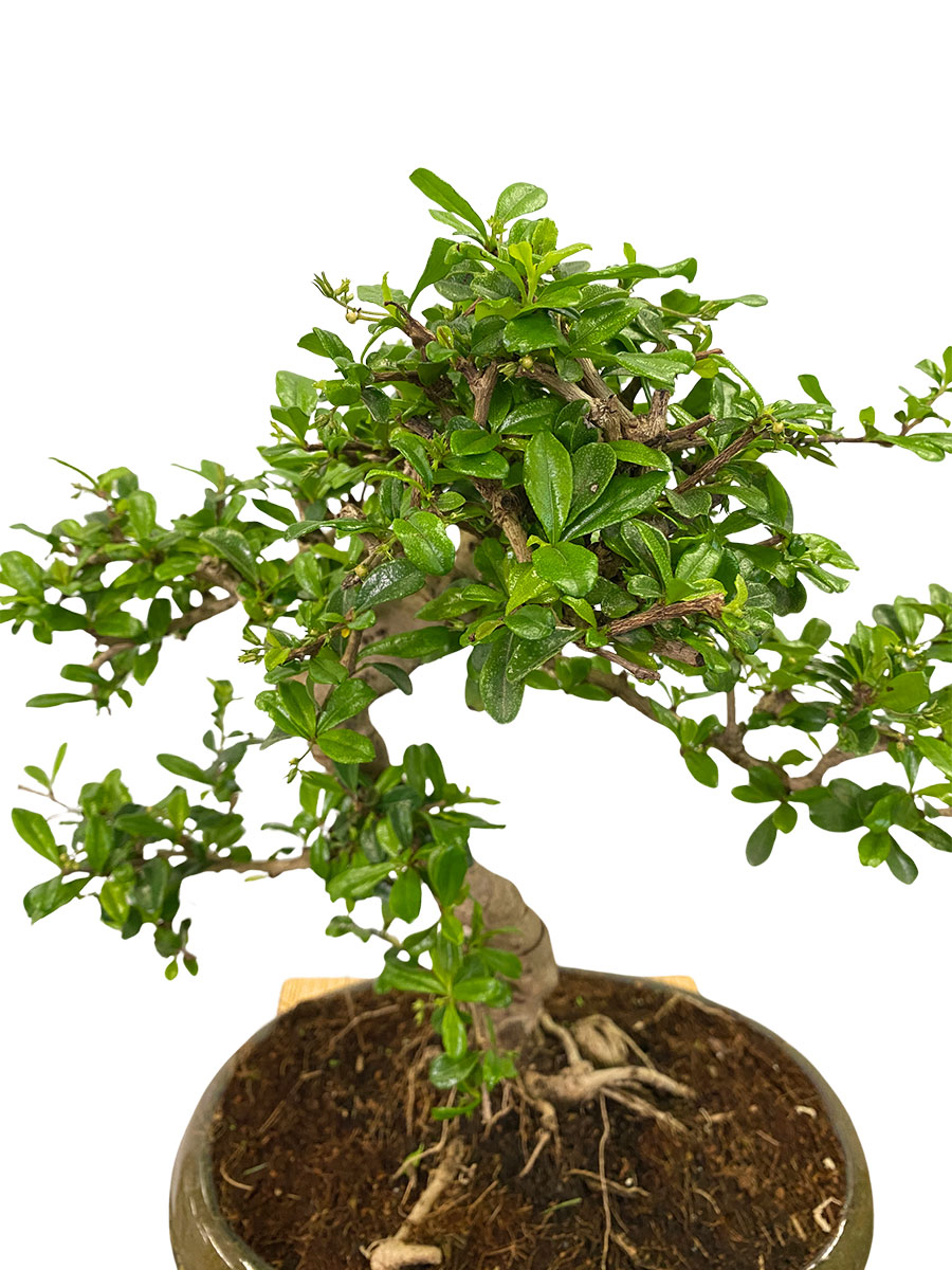 Bonsai Carmona Microphylla - Gross