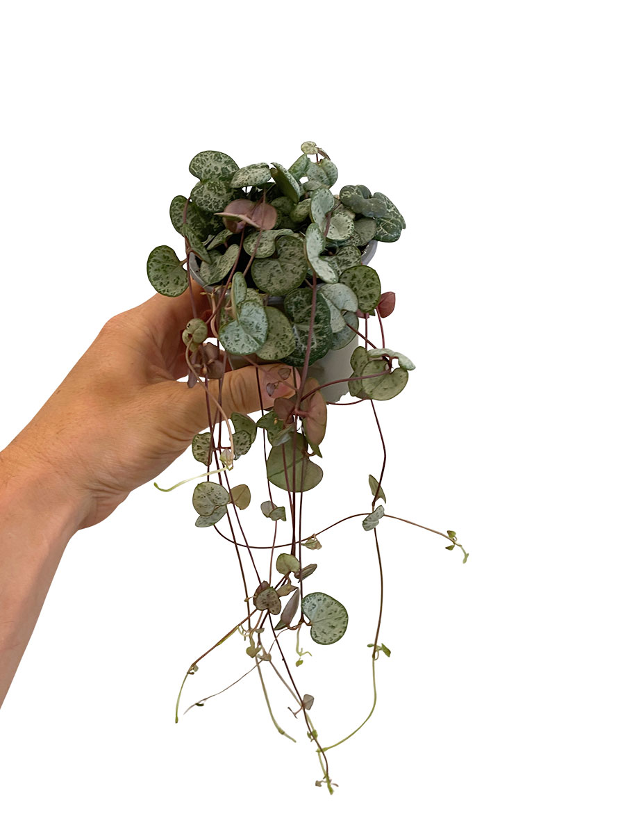 Leuchterblume Ceropegia Silver Glory - Ø9 cm