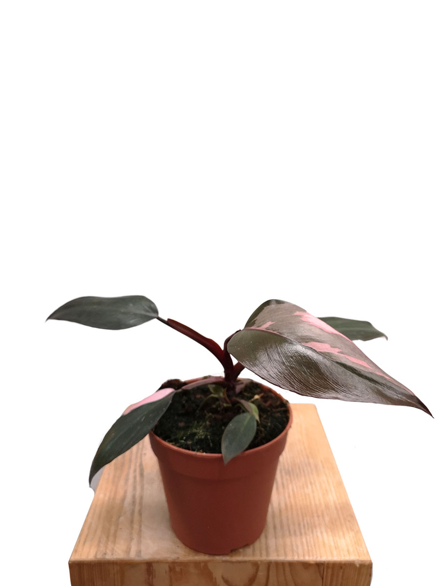 Philodendron Pink Princess