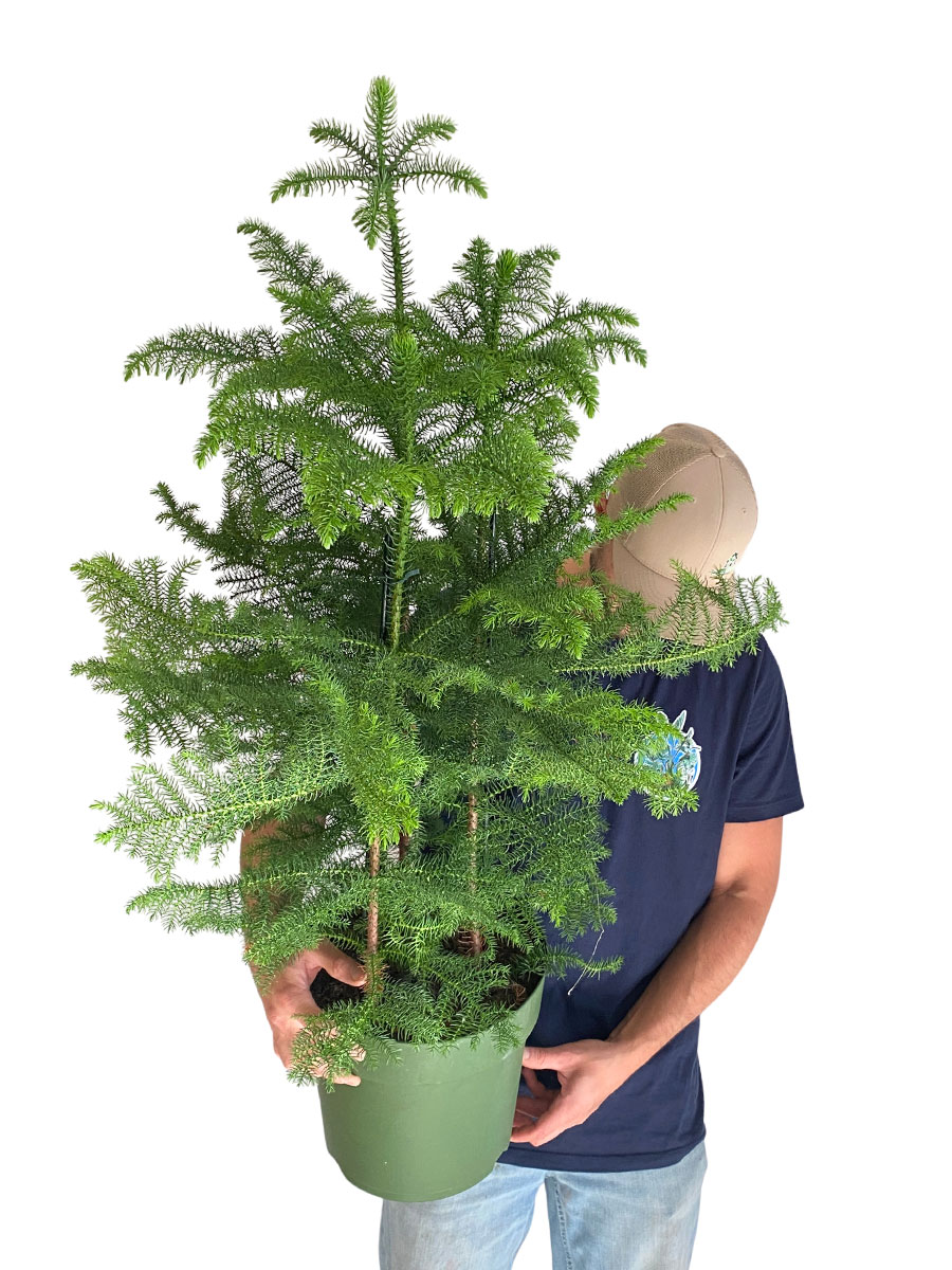 Araucaria Heterophylla 3er Tuff