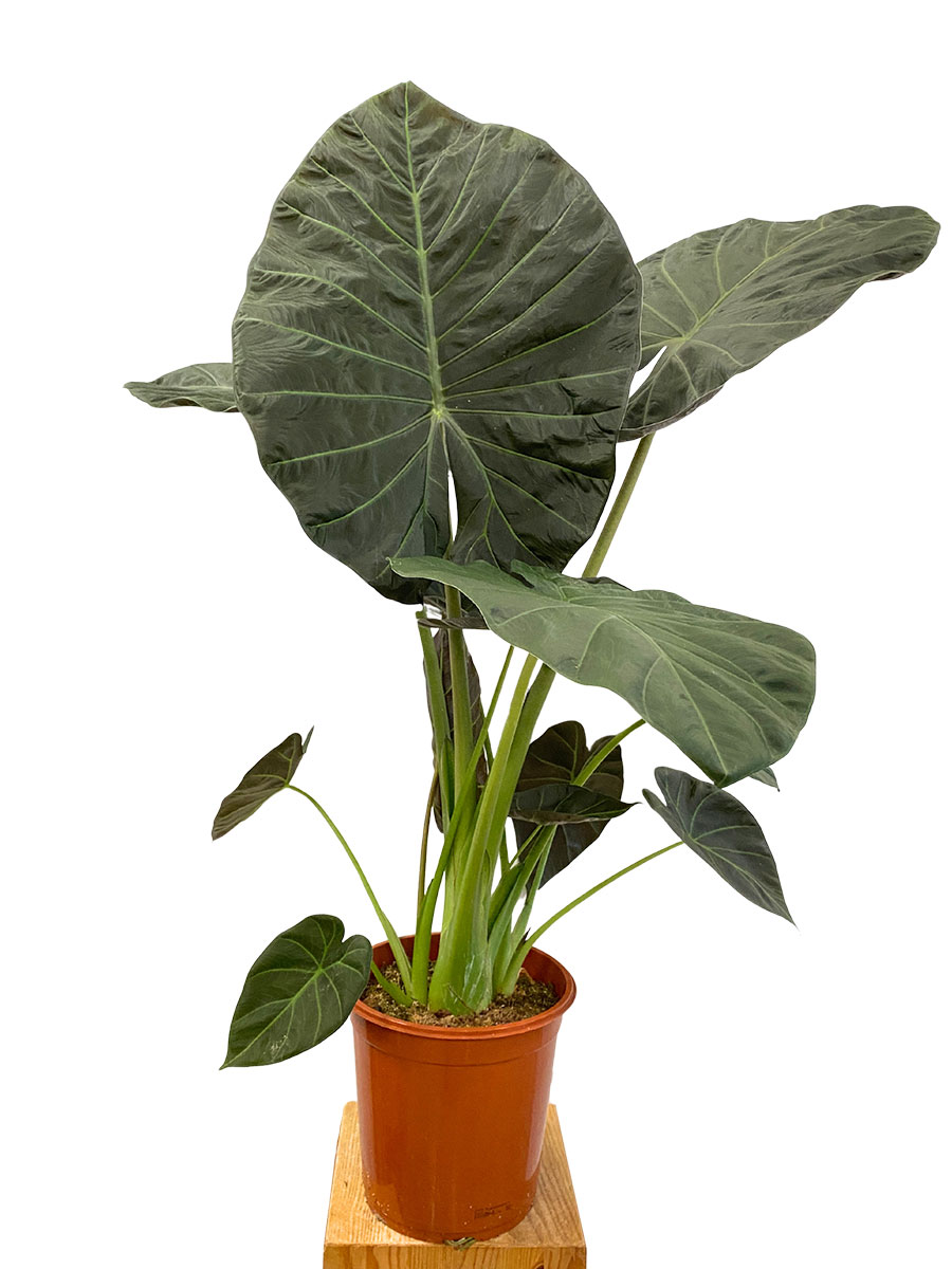 Alocasia Regal Shields