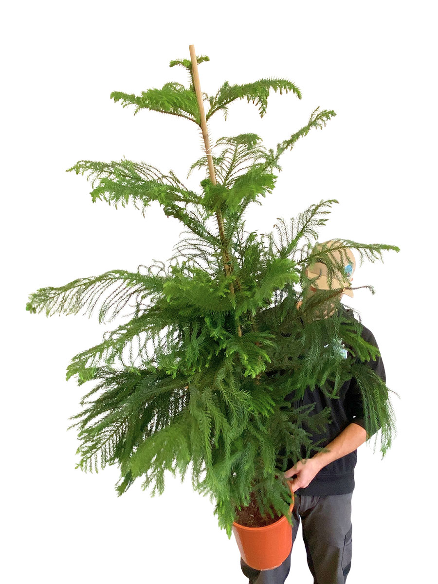 Zimmertanne Araucaria Heterophylla