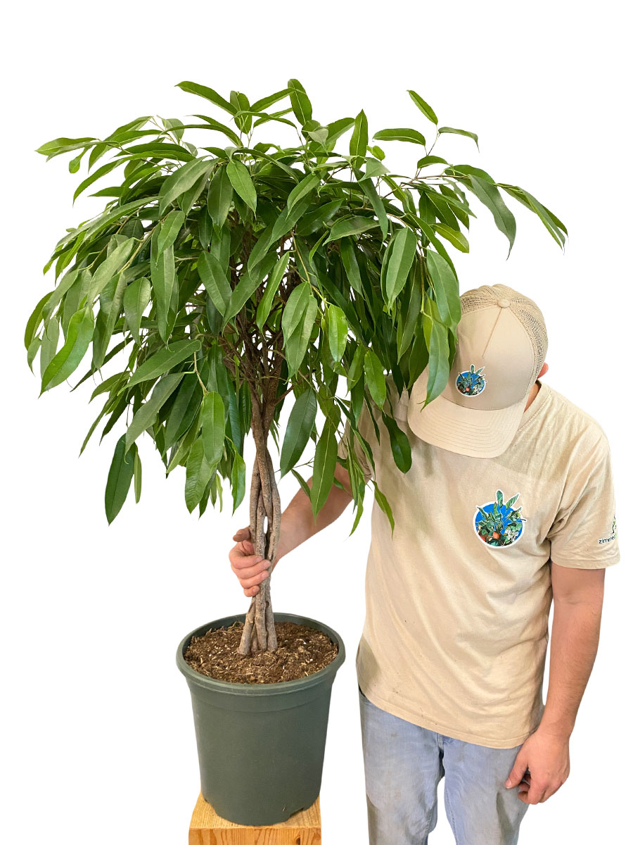 Ficus Amstel King Stamm Geflochten