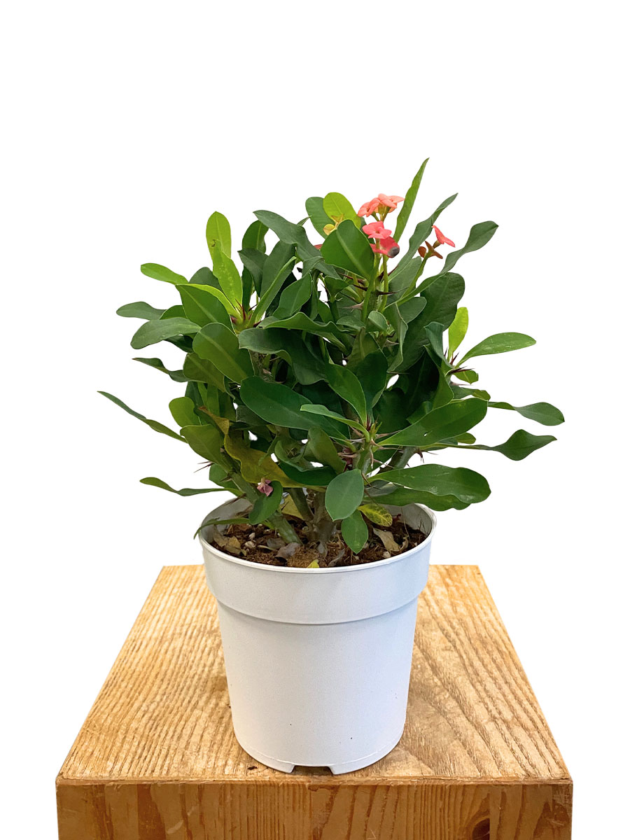 Euphorbia Milii Christus Dorn