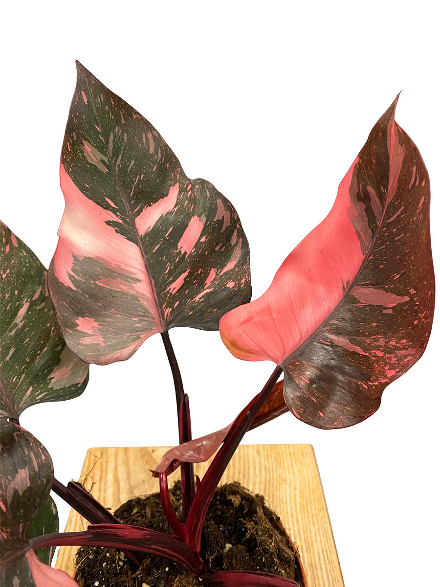 Philodendron Pink Princess