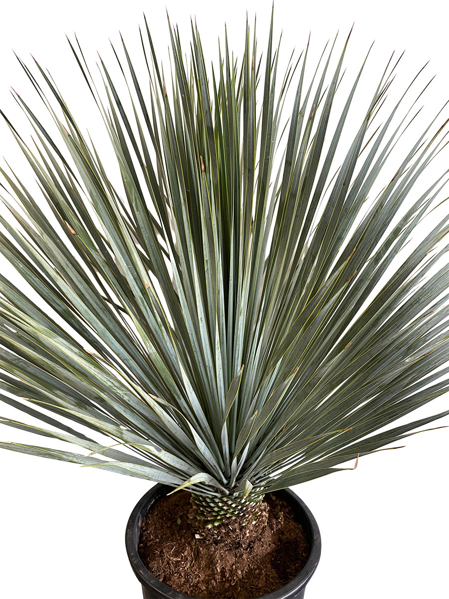 Yucca Rostrata