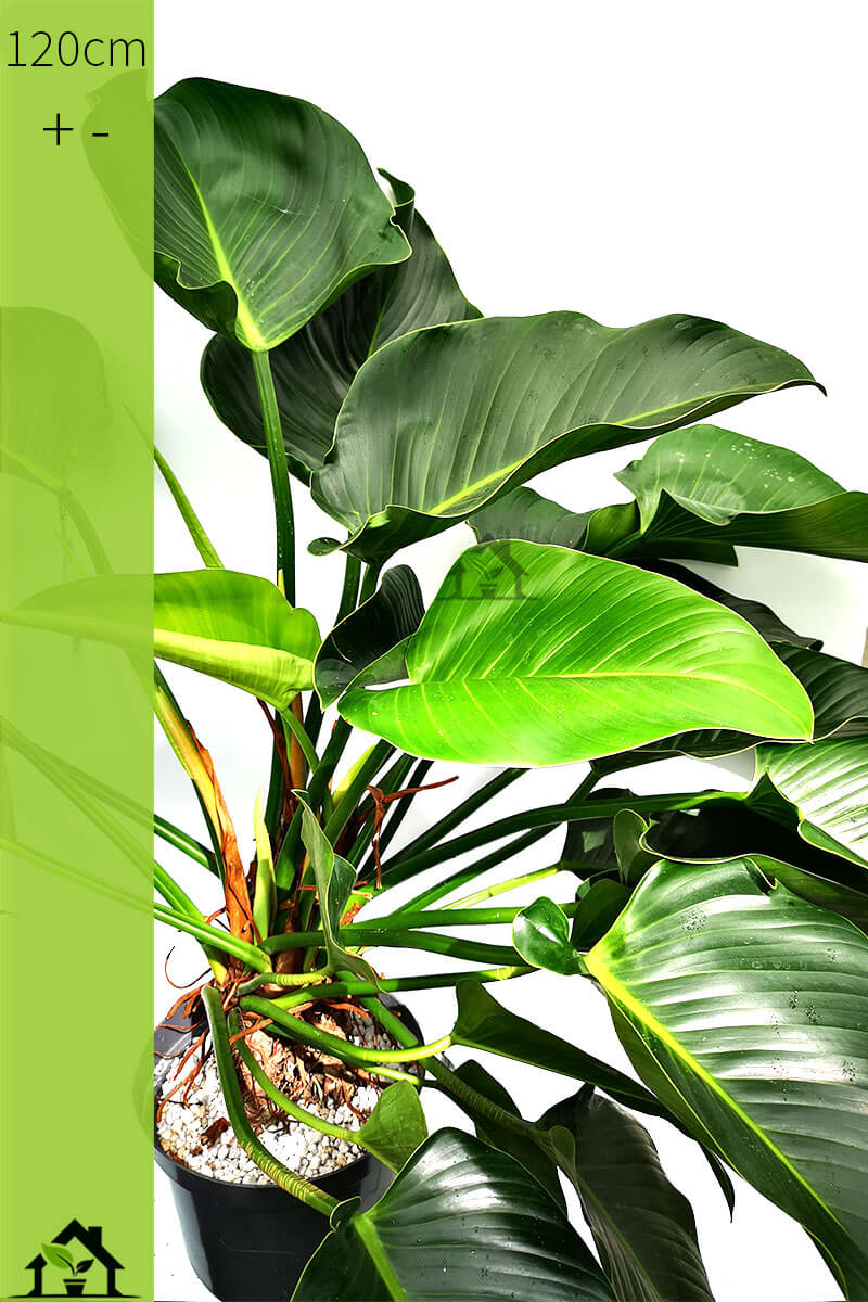 Philodendron Green Beauty 120cm