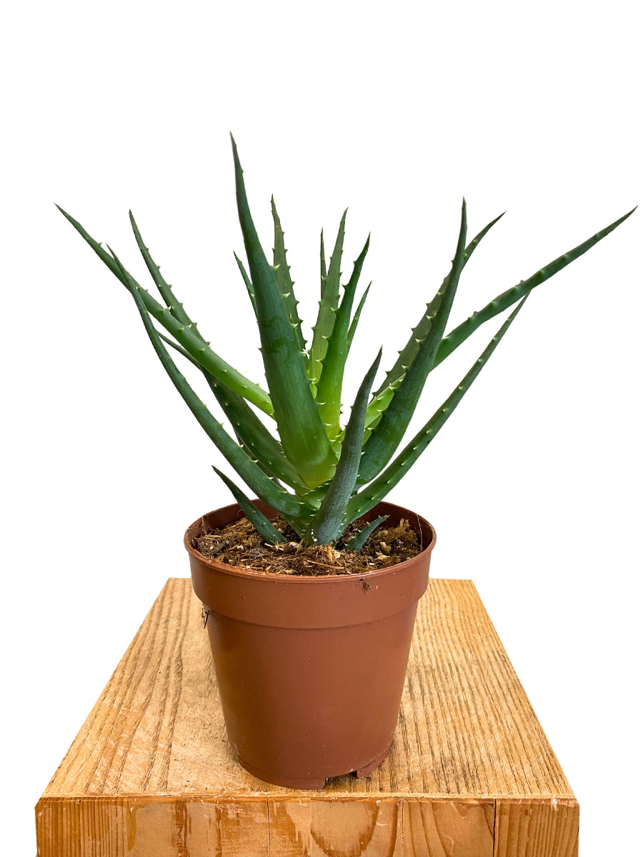 Aloe Aborescens 