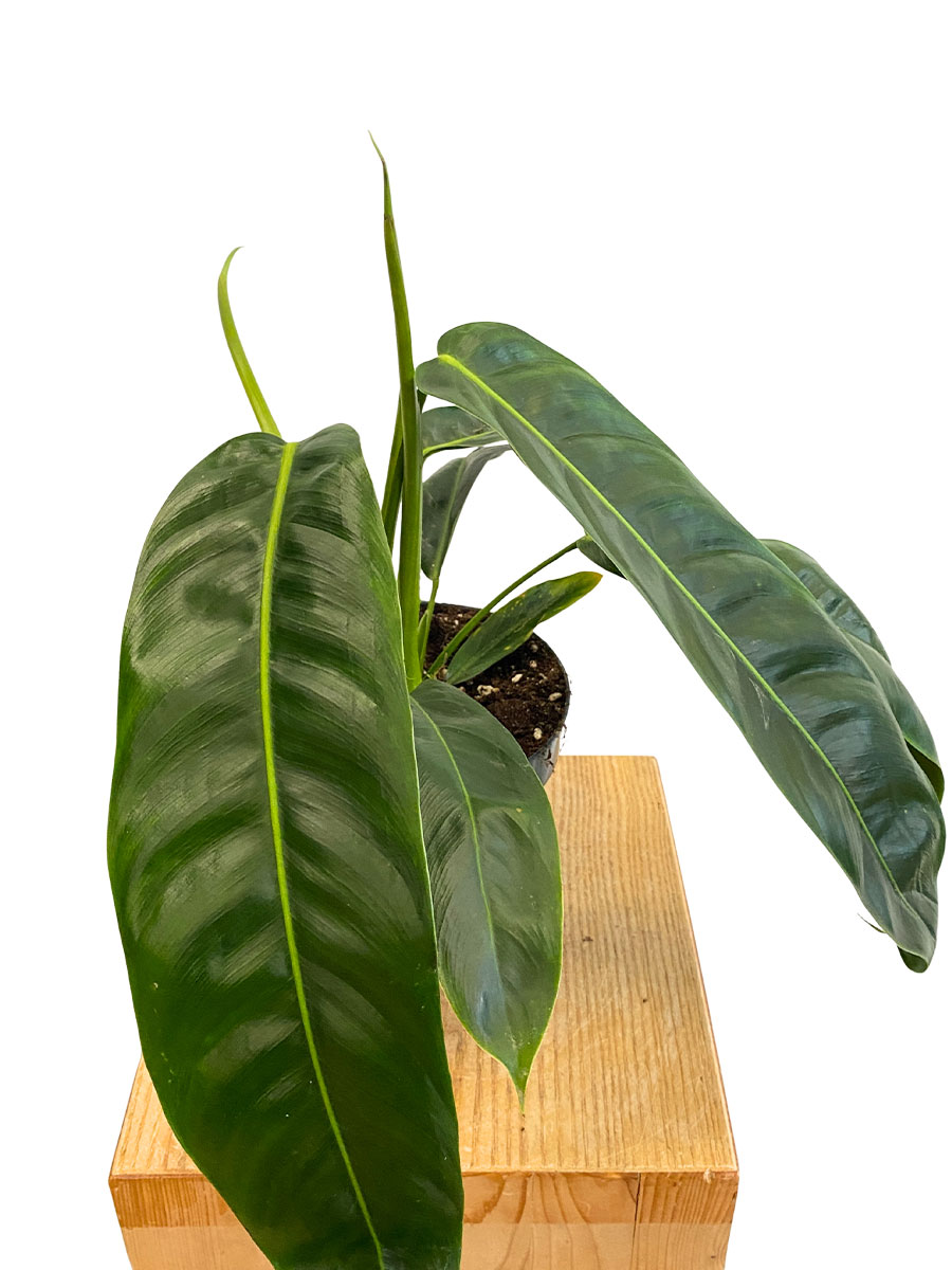 Philodendron Patriciae