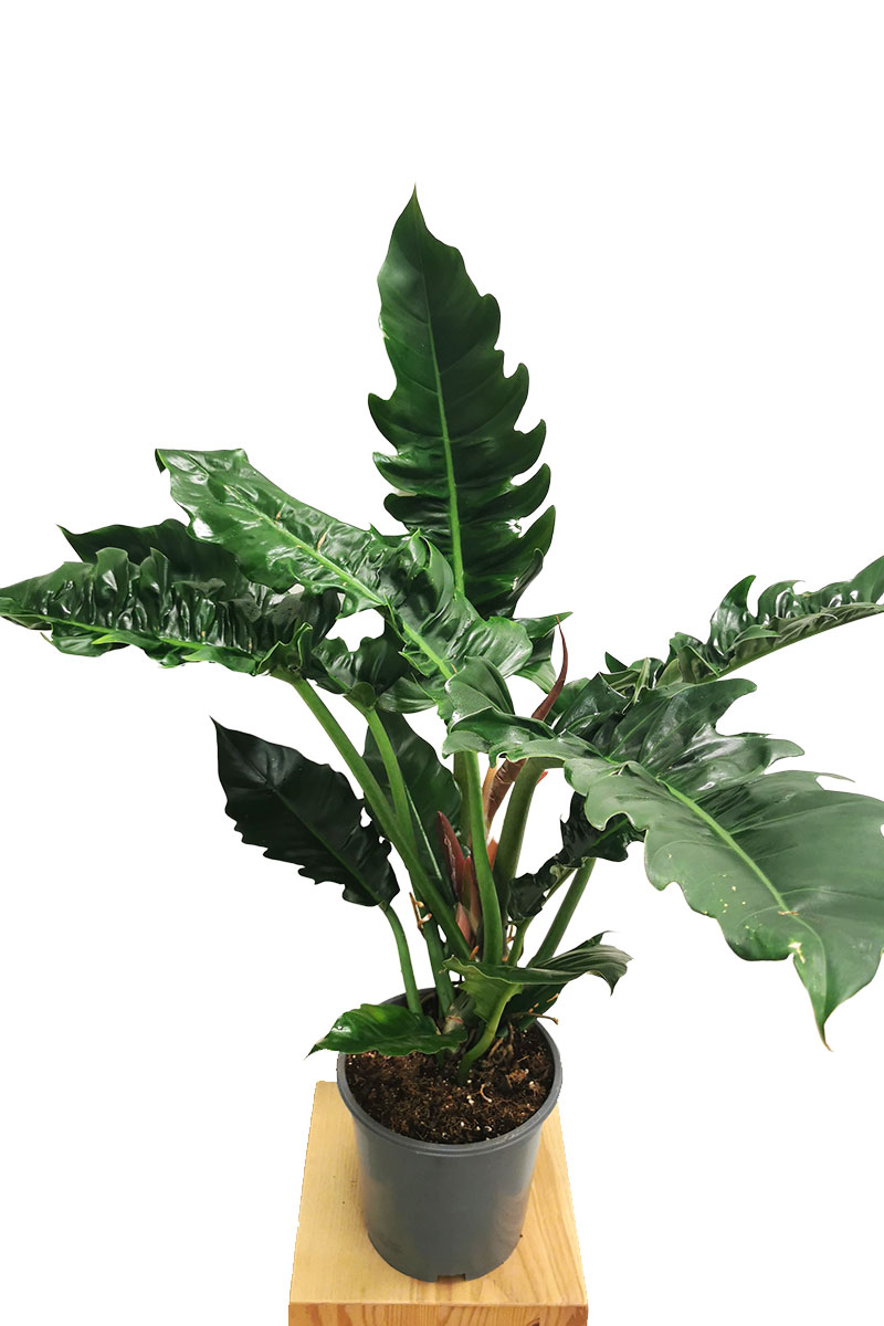 Philodendron Narrow 50cm