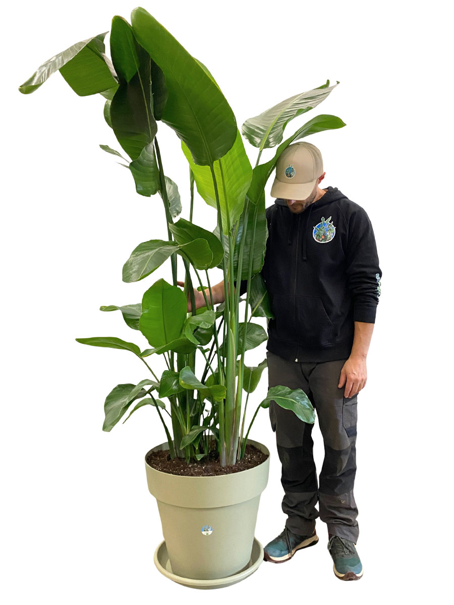 Strelitzia Nicolai - Gross