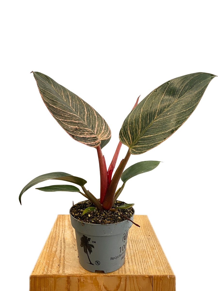 Philodendron Rosa Bikini