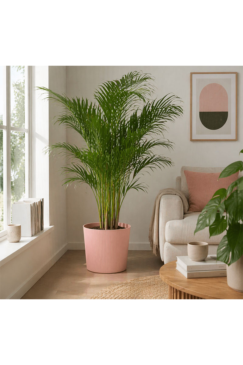 Fyre Mirage - Ø25xH23cm - Rosé