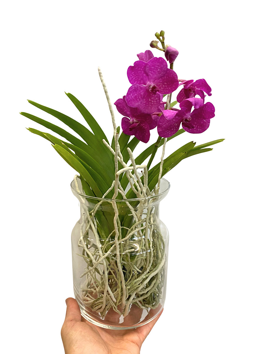 Vanda Bose Orchidee Pink im Glas