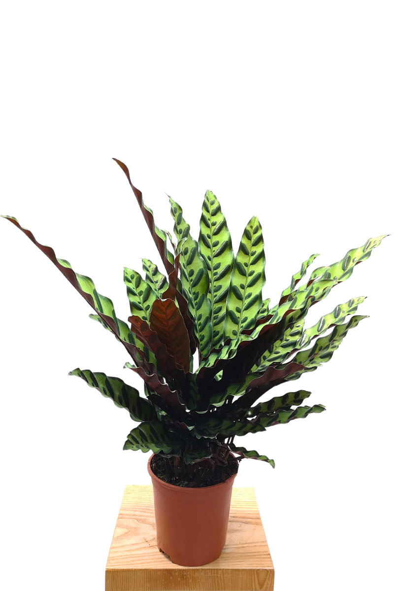 Calathea Lancifolia